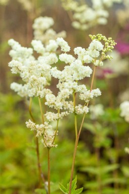 Mädesüß Filipendula ulmaria 5-10 Topf P9 Filipendula ulmaria
