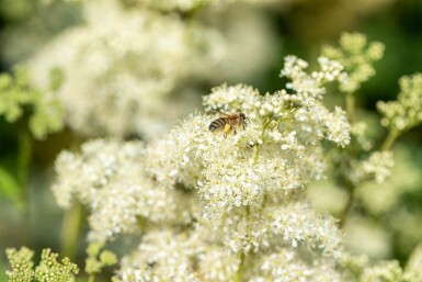 Mädesüß Filipendula ulmaria 5-10 Topf P9 Filipendula ulmaria