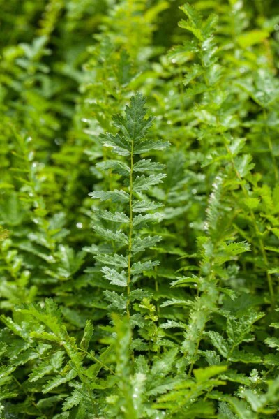 Kleines mädesüß Filipendula vulgaris 5-10 Topf P9 Filipendula vulgaris