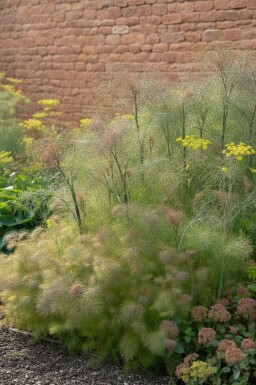 Gewürzfenchel Foeniculum vulgare 'Giant Bronze' 5-10 Topf P9 Foeniculum vulgare 'Giant Bronze'