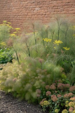 Gewürzfenchel Foeniculum vulgare 'Giant Bronze' 5-10 Topf P9 Foeniculum vulgare 'Giant Bronze'