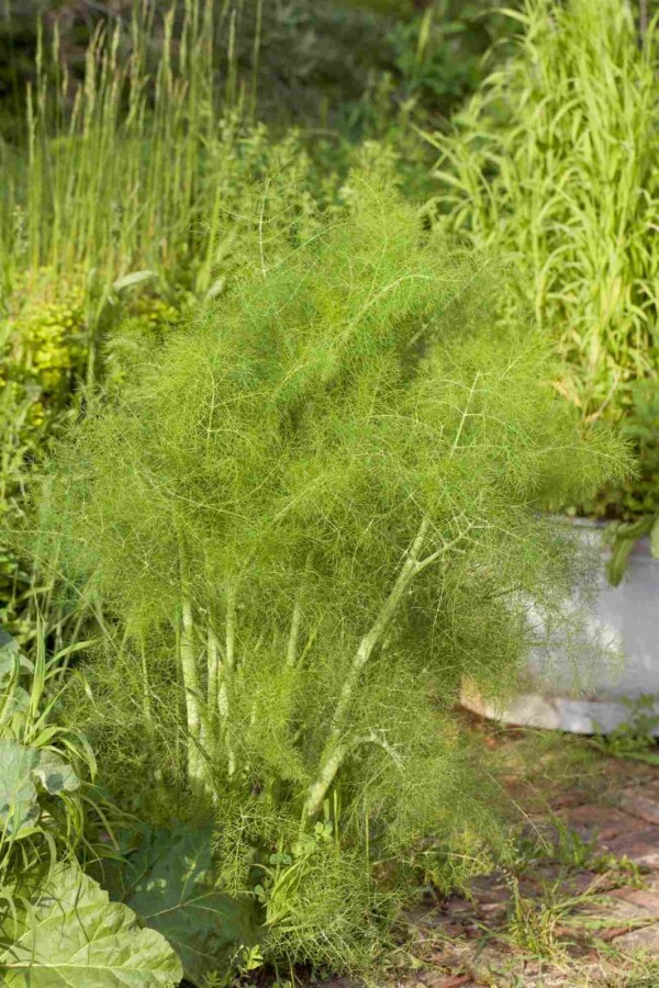 Fenchel Foeniculum vulgare 5-10 Topf P9 Foeniculum vulgare