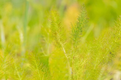 Fenchel Foeniculum vulgare 5-10 Topf P9 Foeniculum vulgare