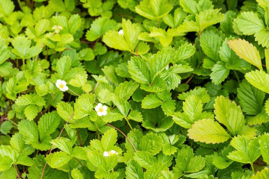 Walderdbeere Fragaria vesca var. Vesca 5-10 Topf P9 Fragaria vesca var. Vesca