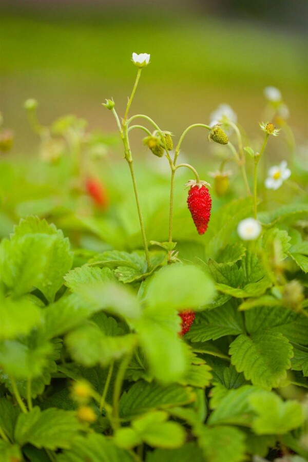 Walderdbeere Fragaria vesca var. Vesca 5-10 Topf P9 Fragaria vesca var. Vesca