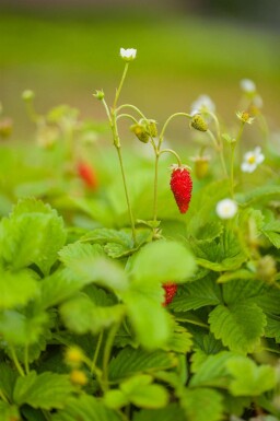 Walderdbeere Fragaria vesca var. Vesca 5-10 Topf P9 Fragaria vesca var. Vesca