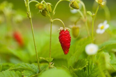 Walderdbeere Fragaria vesca var. Vesca 5-10 Topf P9 Fragaria vesca var. Vesca