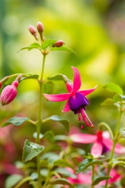 Fuchsie Fuchsia magellanica 'Tom Thumb' 5-10 Topf P9 Fuchsia magellanica 'Tom Thumb'