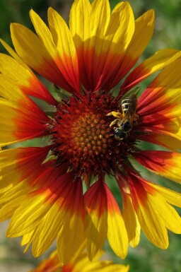 Kokardenblume Gaillardia grandiflora 'Bremen' 5-10 Topf P9 Gaillardia grandiflora 'Bremen'