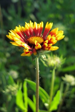Kokardenblume Gaillardia grandiflora 'Bremen' 5-10 Topf P9 Gaillardia grandiflora 'Bremen'