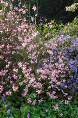 Prachtkerze Gaura lindheimeri 'Rosy Jane' 5-10 Topf P9 Gaura lindheimeri 'Rosy Jane'