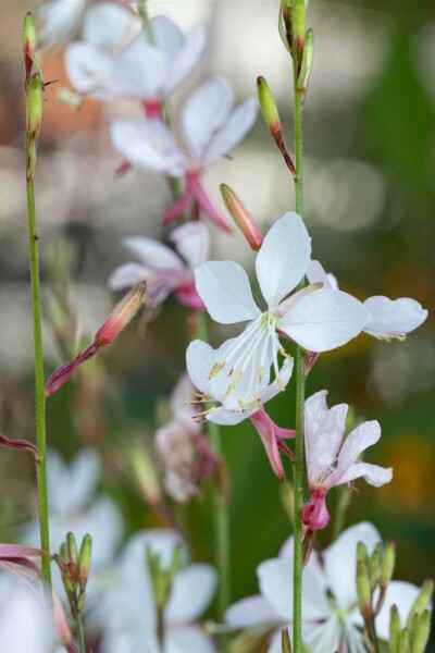 Prachtkerze Gaura lindheimeri 'Short Form' 5-10 Topf P9 Gaura lindheimeri 'Short Form'