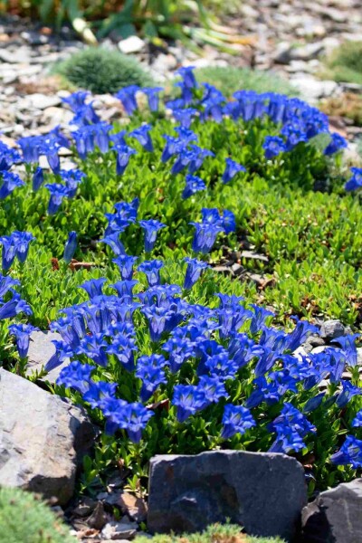 Stängelloser enzian Gentiana acaulis 5-10 Topf P9 Gentiana acaulis