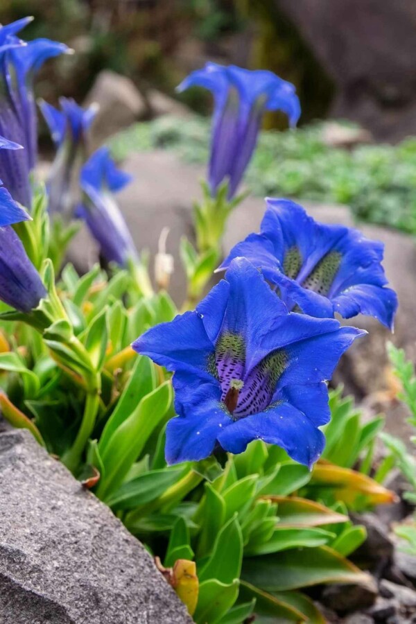 Stängelloser enzian Gentiana acaulis 5-10 Topf P9 Gentiana acaulis