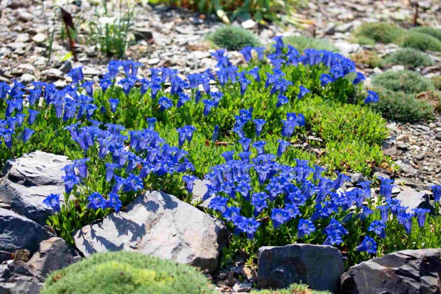 Stängelloser enzian Gentiana acaulis 5-10 Topf P9 Gentiana acaulis