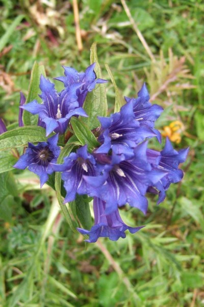 Schwalbenwurz-Enzian Gentiana asclepiadea 5-10 Topf P9 Gentiana asclepiadea