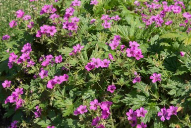 Storchschnabel Geranium procurrens 'Ann Folkard' 5-10 Topf P9 Geranium procurrens 'Ann Folkard'