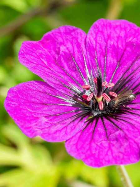 Storchschnabel Geranium procurrens 'Anne Thomson' 5-10 Topf P9 Geranium procurrens 'Anne Thomson'