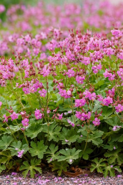Storchschnabel Geranium cantabrigiense 'Cambridge' 5-10 Topf P9 Geranium cantabrigiense 'Cambridge'