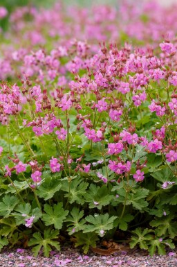 Storchschnabel Geranium cantabrigiense 'Cambridge' 5-10 Topf P9 Geranium cantabrigiense 'Cambridge'