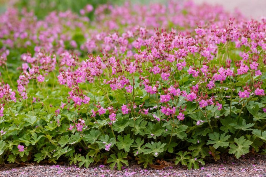 Storchschnabel Geranium cantabrigiense 'Cambridge' 5-10 Topf P9 Geranium cantabrigiense 'Cambridge'