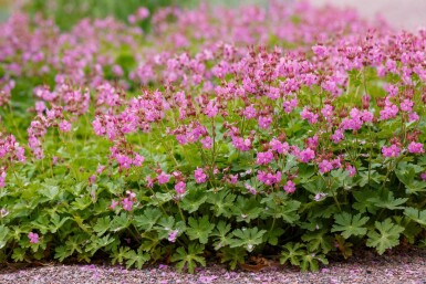Storchschnabel Geranium cantabrigiense 'Cambridge' 5-10 Topf P9 Geranium cantabrigiense 'Cambridge'