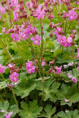 Storchschnabel Geranium cantabrigiense 'Cambridge' 5-10 Topf P9 Geranium cantabrigiense 'Cambridge'