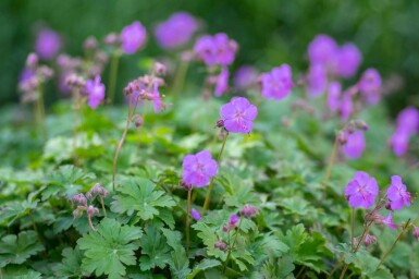 Storchschnabel Geranium cantabrigiense 'Karmina' 5-10 Topf P9 Geranium cantabrigiense 'Karmina'