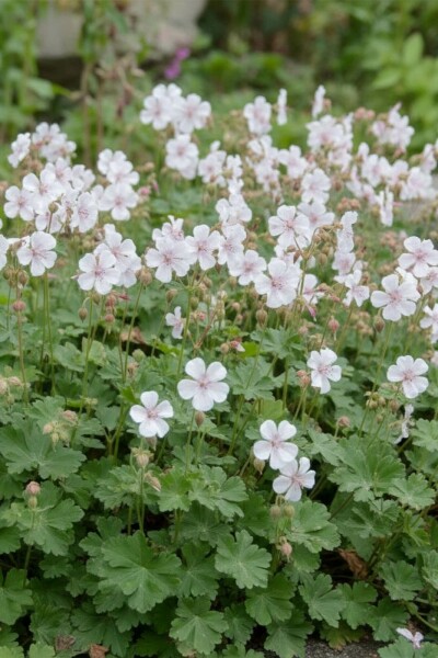 Storchschnabel Geranium cantabrigiense 'St. Ola' 5-10 Topf P9 Geranium cantabrigiense 'St. Ola'