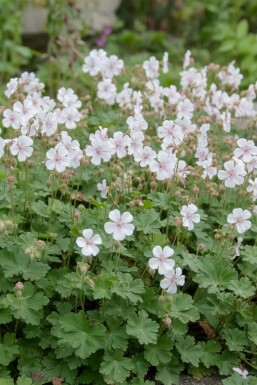 Storchschnabel Geranium cantabrigiense 'St. Ola' 5-10 Topf P9 Geranium cantabrigiense 'St. Ola'