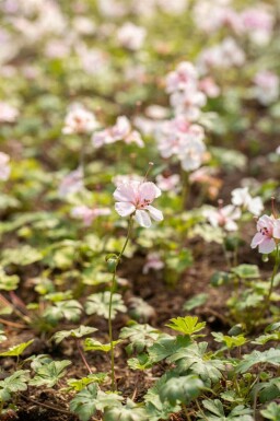 Storchschnabel Geranium dalmaticum 5-10 Topf P9 Geranium dalmaticum