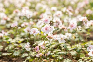 Storchschnabel Geranium dalmaticum 5-10 Topf P9 Geranium dalmaticum