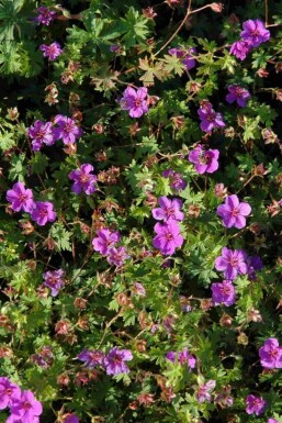 Storchschnabel Geranium sanguineum 'Dilys' 5-10 Topf P9 Geranium sanguineum 'Dilys'