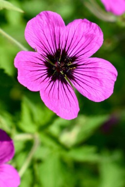 Storchschnabel Geranium psilostemon 'Dragon Heart' 5-10 Topf P9 Geranium psilostemon 'Dragon Heart'