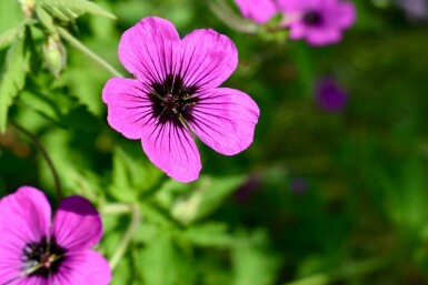 Storchschnabel Geranium psilostemon 'Dragon Heart' 5-10 Topf P9 Geranium psilostemon 'Dragon Heart'