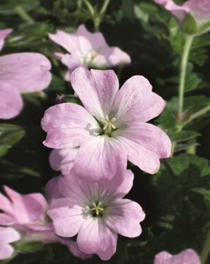 Storchschnabel Geranium hybride 'Dreamland' 5-10 Topf P9 Geranium hybride 'Dreamland'