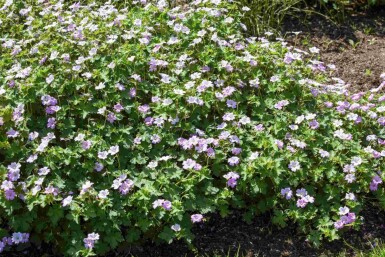 Storchschnabel Geranium hybride 'Dreamland' 5-10 Topf P9 Geranium hybride 'Dreamland'