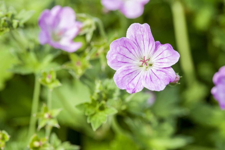 Storchschnabel Geranium endressii 5-10 Topf P9 Geranium endressii