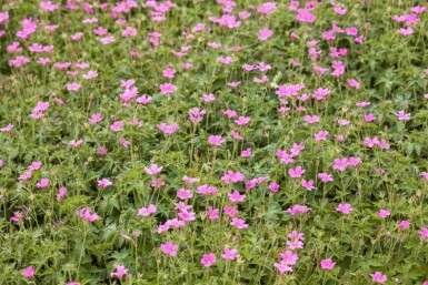 Storchschnabel Geranium endressii 'Wargrave Pink' 5-10 Topf P9 Geranium endressii 'Wargrave Pink'