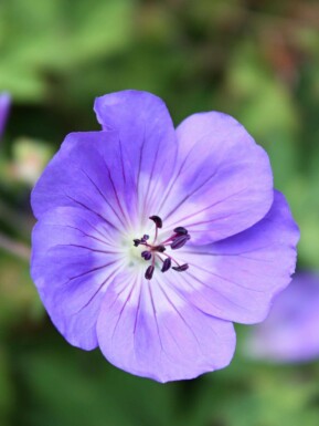 Storchschnabel Geranium himalayense 5-10 Topf P9 Geranium himalayense