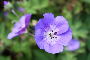 Storchschnabel Geranium himalayense 5-10 Topf P9 Geranium himalayense