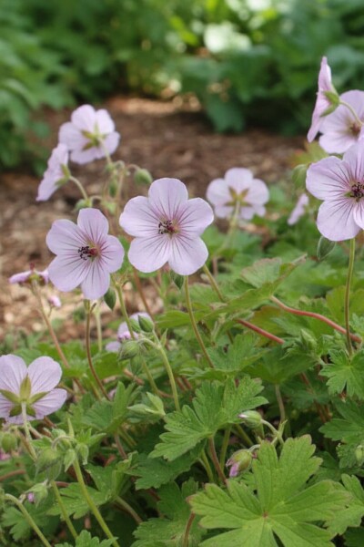 Storchschnabel Geranium lambertii 'Joy' 5-10 Topf P9 Geranium lambertii 'Joy'