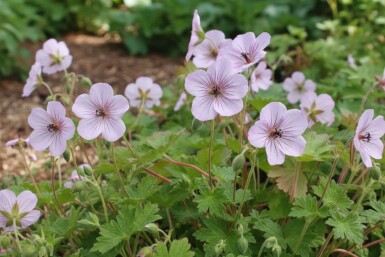 Storchschnabel Geranium lambertii 'Joy' 5-10 Topf P9 Geranium lambertii 'Joy'