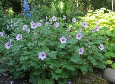 Storchschnabel Geranium lambertii 'Joy' 5-10 Topf P9 Geranium lambertii 'Joy'