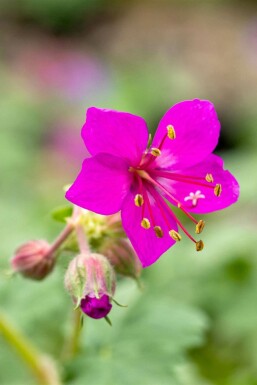 Storchschnabel Geranium macrorrhizum 'Czakor' 5-10 Topf P9 Geranium macrorrhizum 'Czakor'