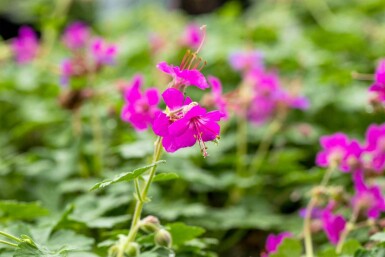 Storchschnabel Geranium macrorrhizum 'Czakor' 5-10 Topf P9 Geranium macrorrhizum 'Czakor'