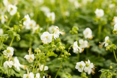 Großwurzeliger storchschnabel Geranium macrorrhizum 'White Ness' 5-10 Topf P9 Geranium macrorrhizum 'White Ness'
