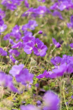 Storchschnabel Geranium pratense 'Orion 5-10 Topf P9 Geranium pratense 'Orion