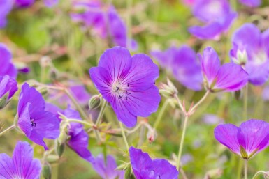 Storchschnabel Geranium pratense 'Orion 5-10 Topf P9 Geranium pratense 'Orion