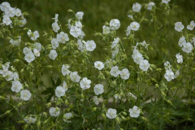 Storchschnabel Geranium phaeum 'Album' 5-10 Topf P9 Geranium phaeum 'Album'